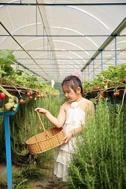 Tham quan hái dâu tại vườn